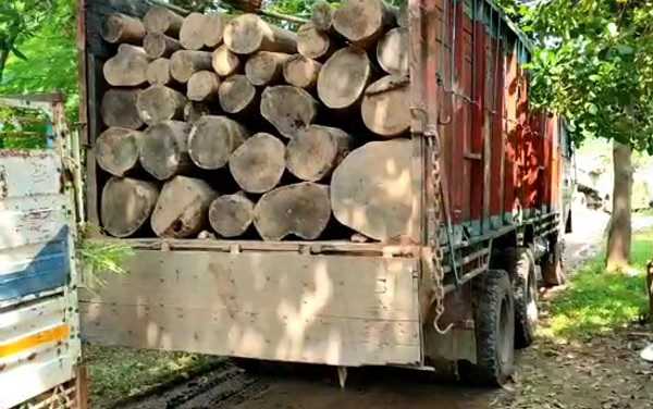 सागौन लकड़ी अवैध परिवहन करते जप्त