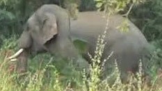 हाथी कारीडोर 4 करोड़ 94 लाख राशि जारी