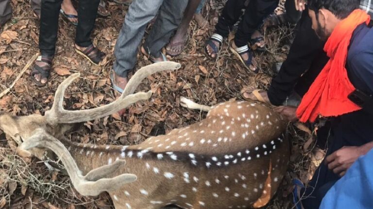 कुत्तों के कटाने से जख्मी हिरण की जान बचाई ग्रामीणों ने वन अमला नदारत