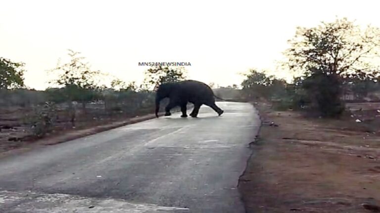 सावधान महासमुंद क्षेत्र में ग्राम बिमचा तक हाथी की उपस्थिति से हाई अलर्ट